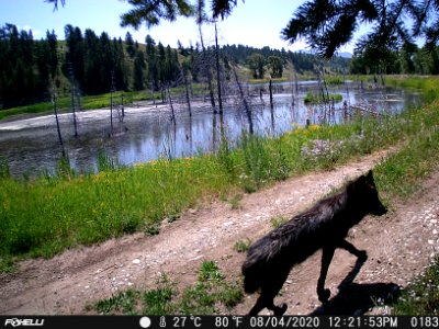 Wolf on Trail Camera