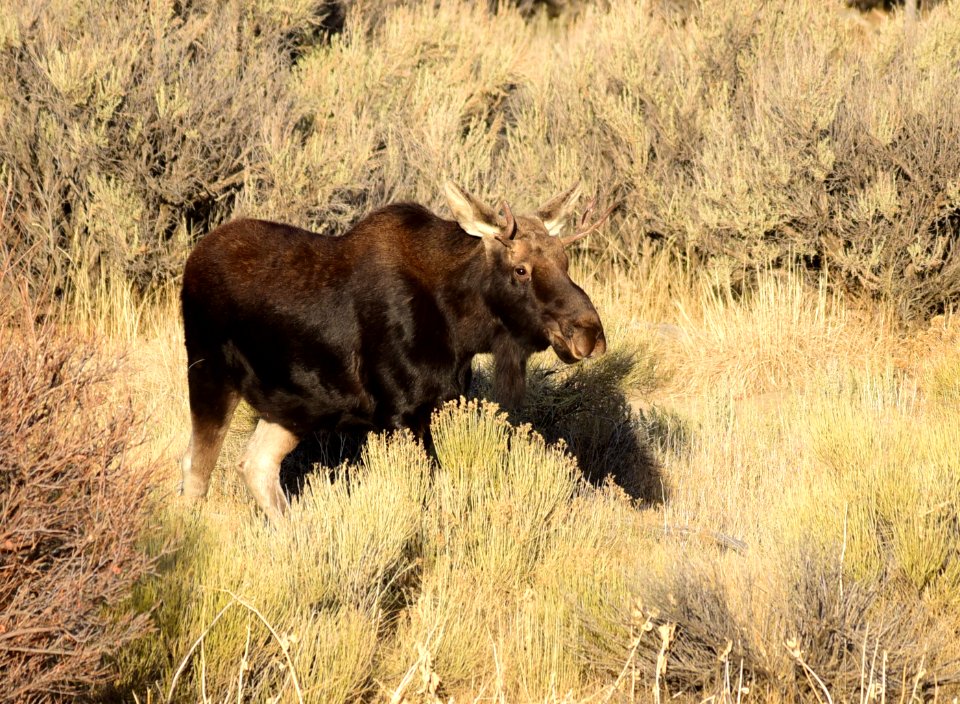 Moose at Seedskadee National Wildlife Refuge
