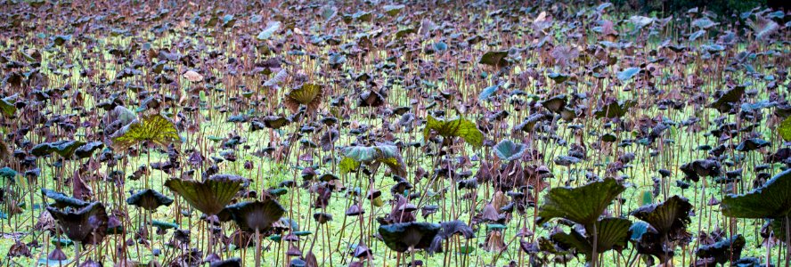 Sick lotus at Taipei Botanical Garden