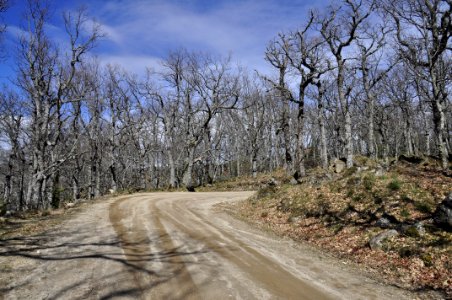 El Camino