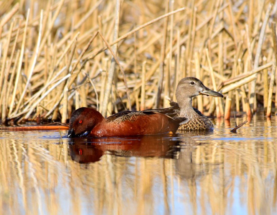 Cinnamon teal at Seedskadee National Wildlife Refuge