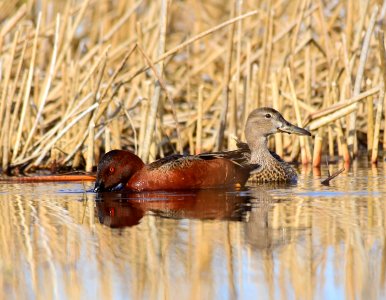 Cinnamon teal at Seedskadee National Wildlife Refuge