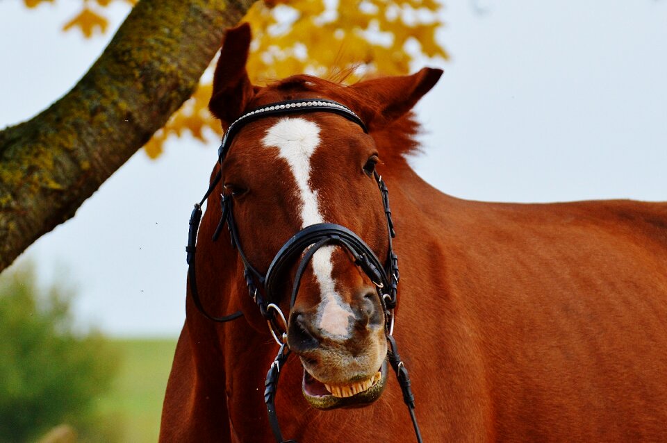 Ride reiterhof brown
