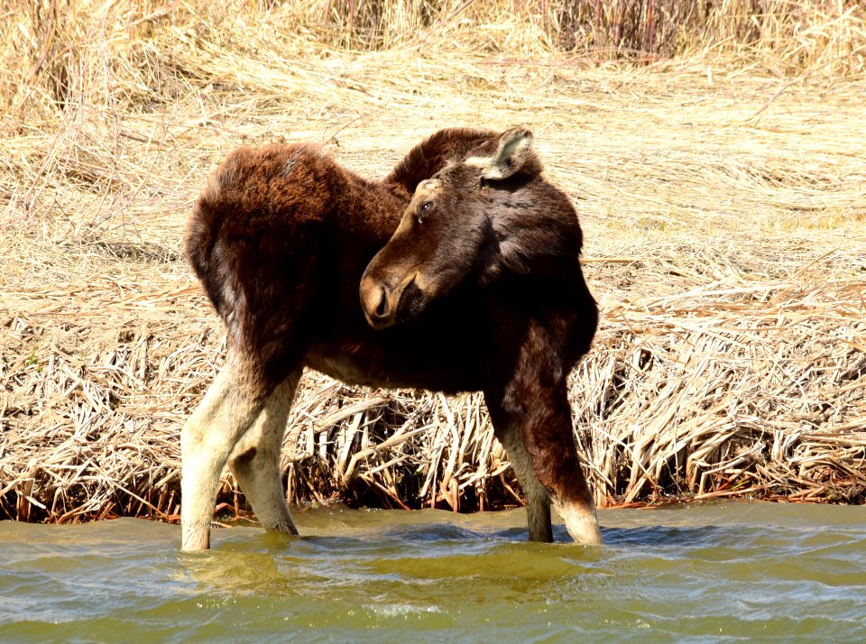 Bull moose at Seedskadee National Wildlife Refuge