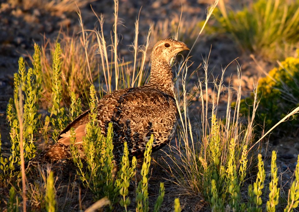 Greater sage-grouse at Seedskadee National Wildlife Refuge