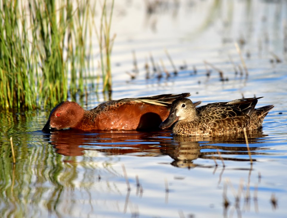 Cinnamon teal at Seedskadee National Wildlife Refuge