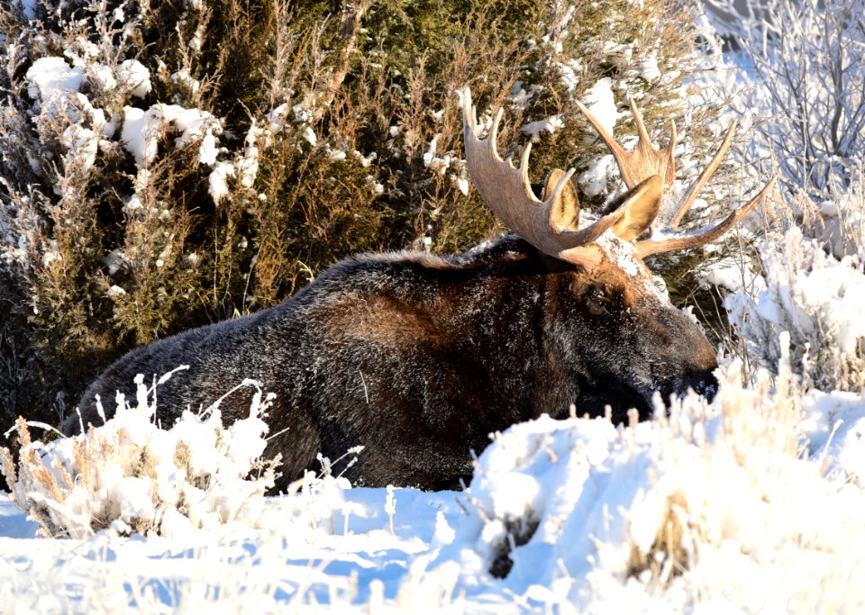 Moose at Seedskadee National Wildlife Refuge