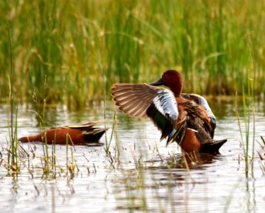 Cinnamon teal at Seedskadee National Wildlife Refuge