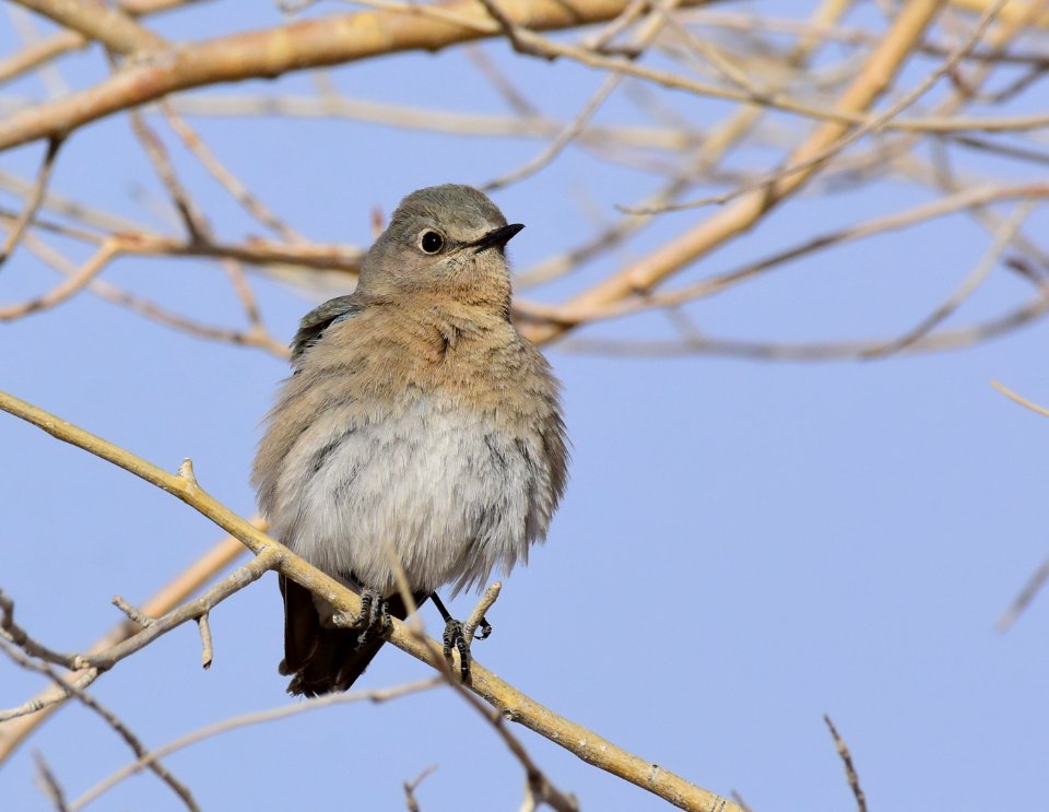 Mountain bluebird at Seedskadee National Wildlife Refuge