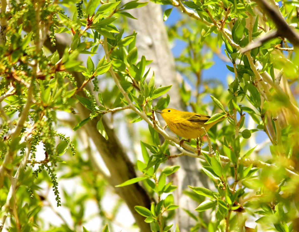 Yellow warbler on Seedskadee National Wildlife Refuge