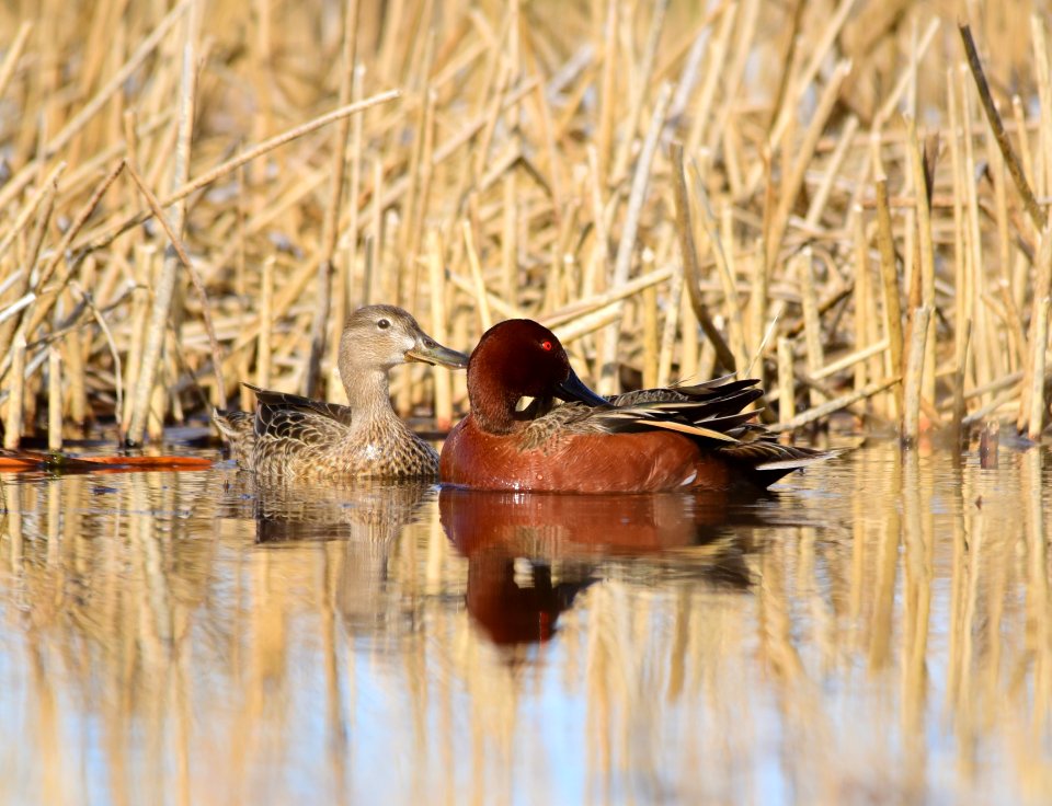 Cinnamon teal at Seedskadee National Wildlife Refuge