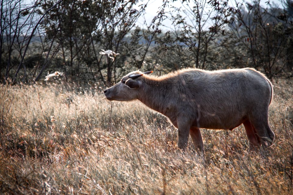 Cattle photo