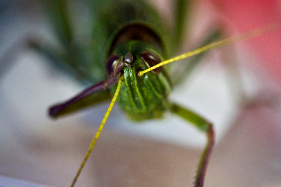Grasshopper 蚱蜢