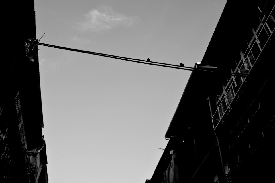 Neighbour birds