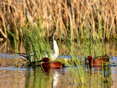 Northern pintail at Seedskadee National Wildlife Refuge