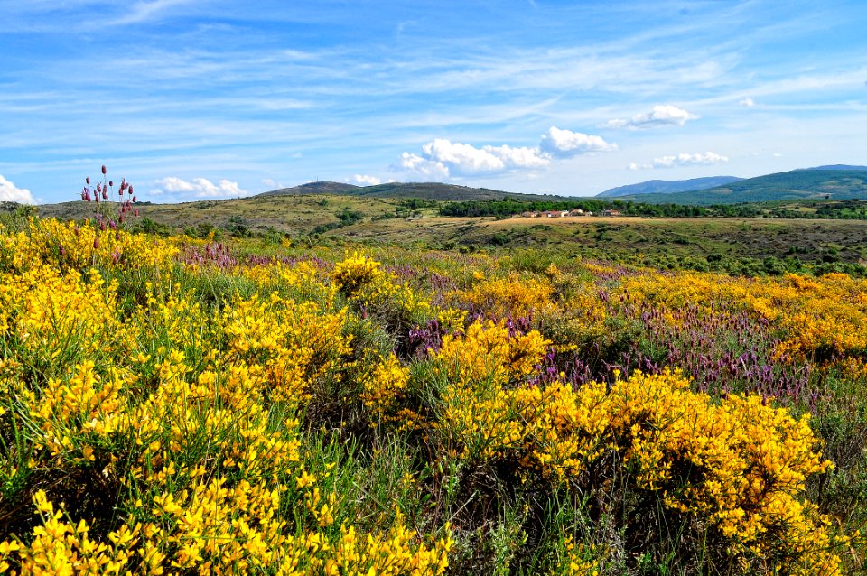 Campo de retama y lavanda