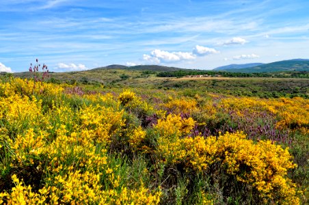 Campo de retama y lavanda photo