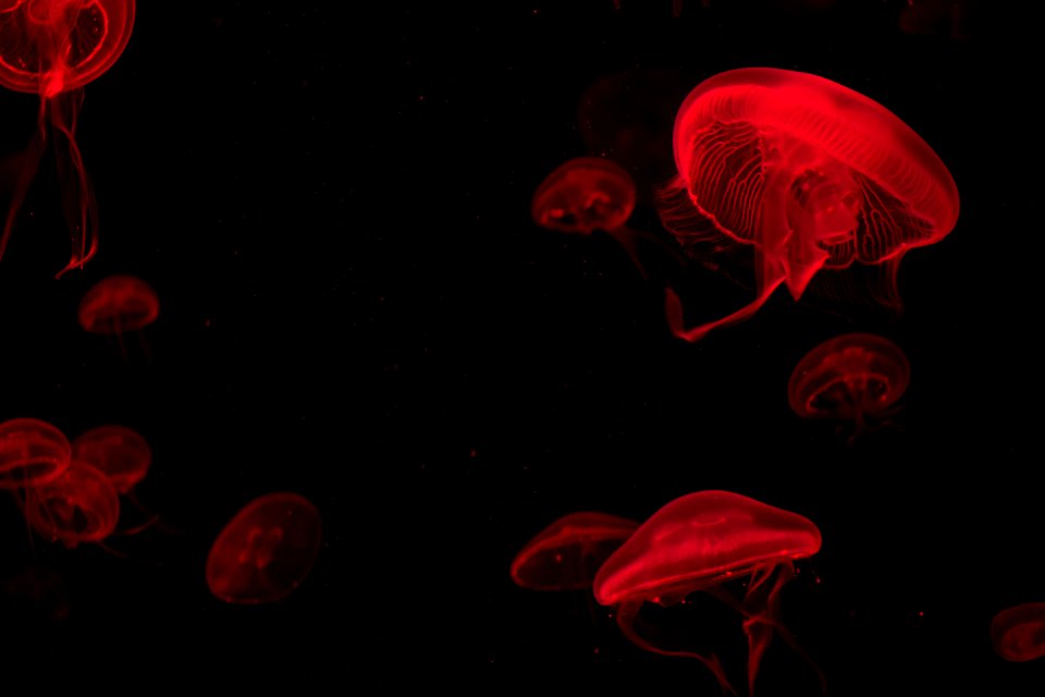 Jellyfish