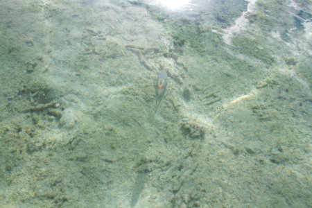 Smiley fish