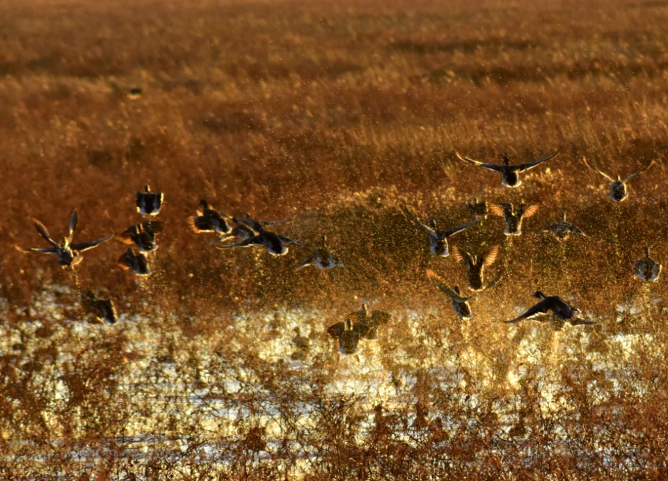 Waterfowl on LaCreek National Wildlife Refuge