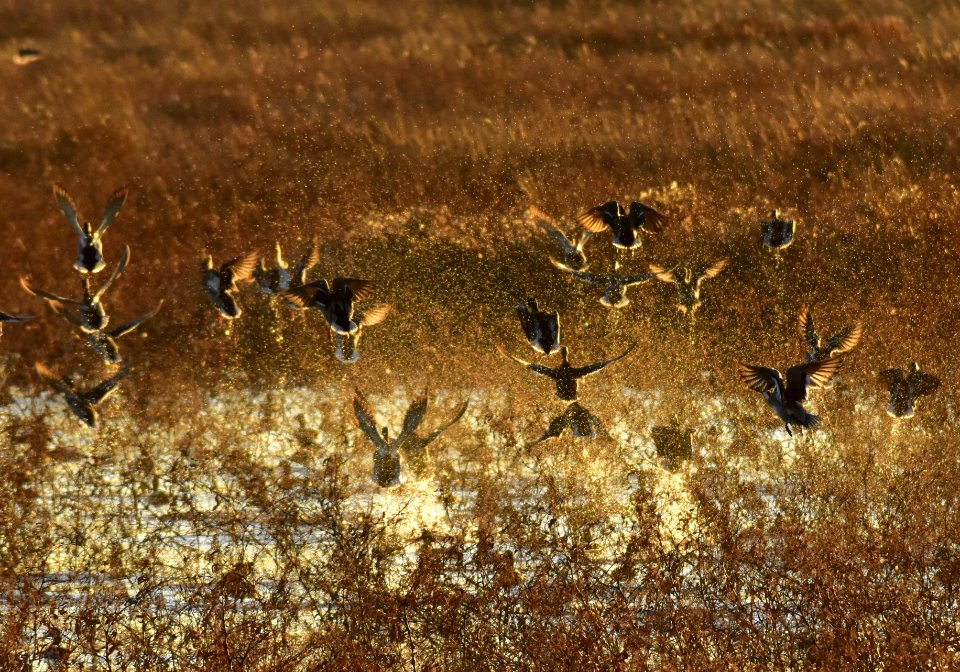 Waterfowl on LaCreek National Wildlife Refuge
