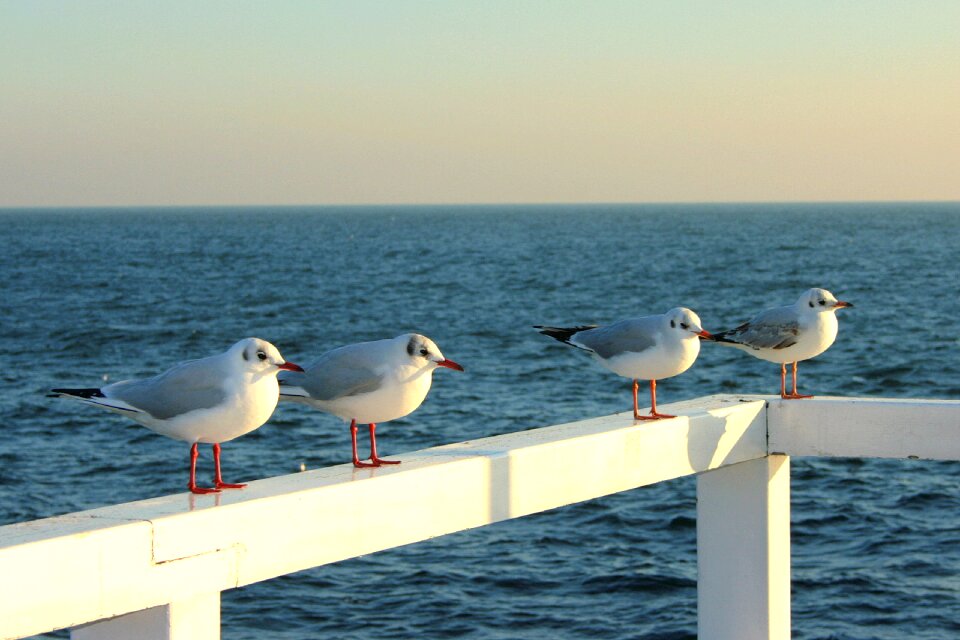 The baltic sea nature water