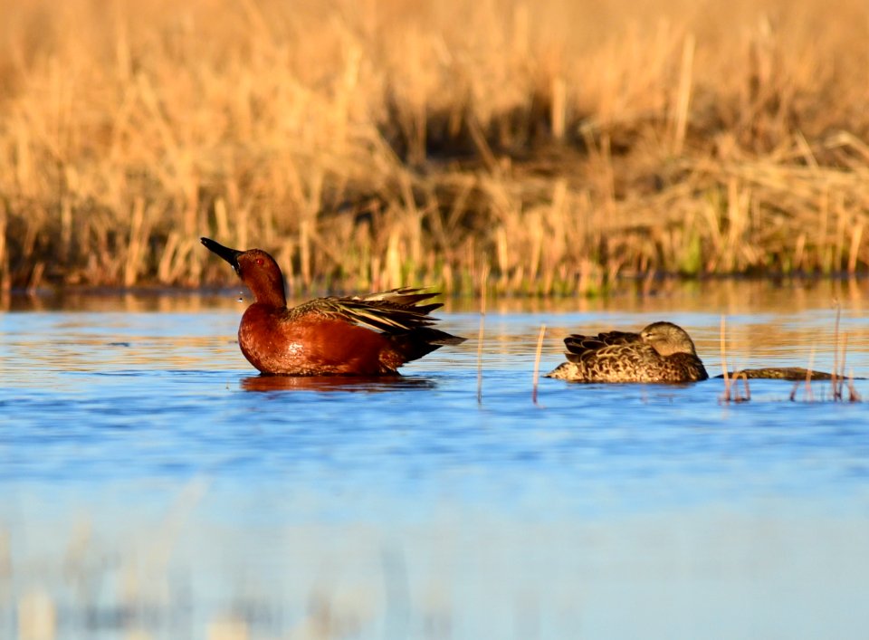 Cinnamon teal at Seedskadee National Wildlife Refuge