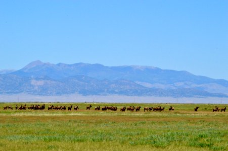 Elk herd