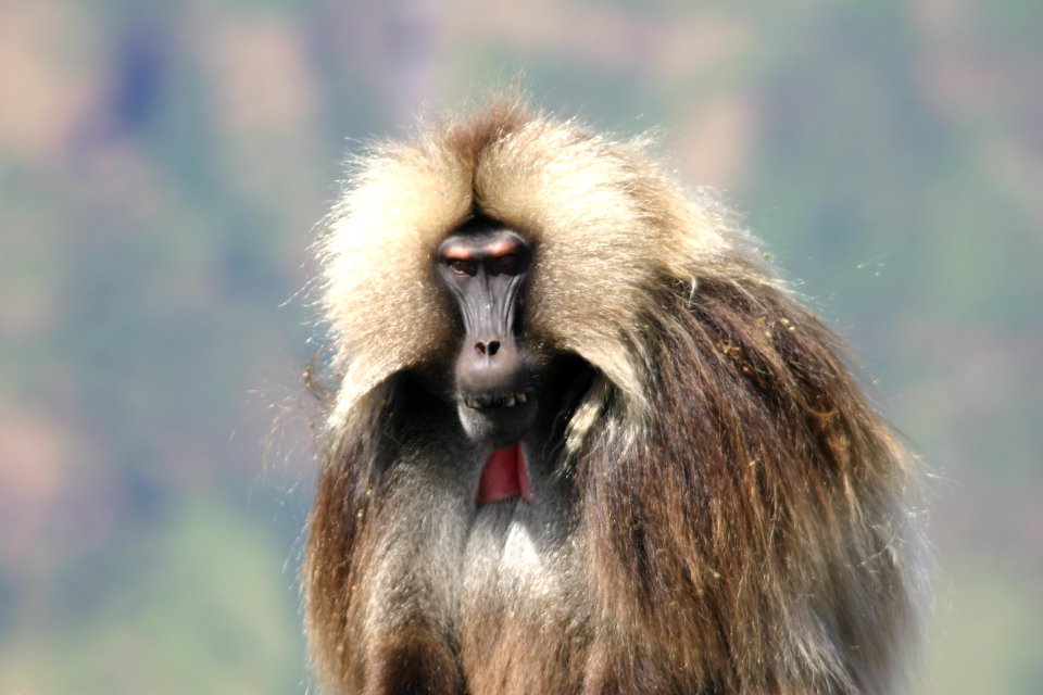 Simien Mountains National Park, Ethiopia