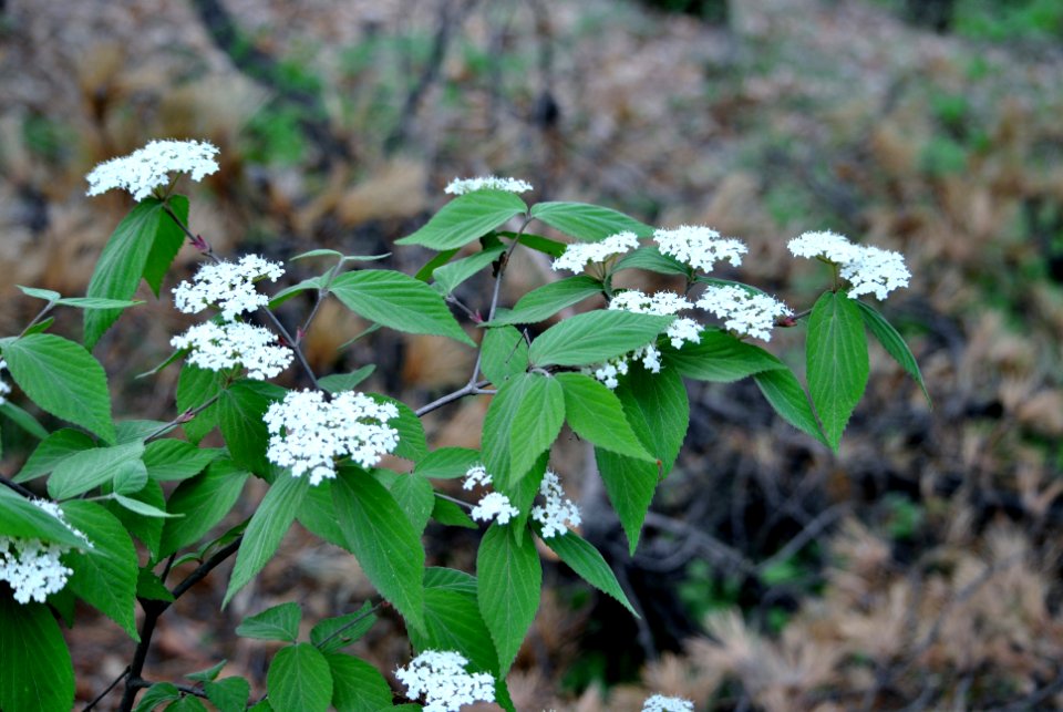 Bukhansan National Park