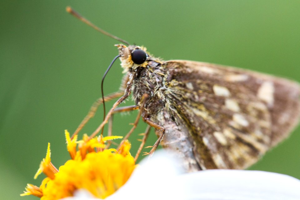 Moth