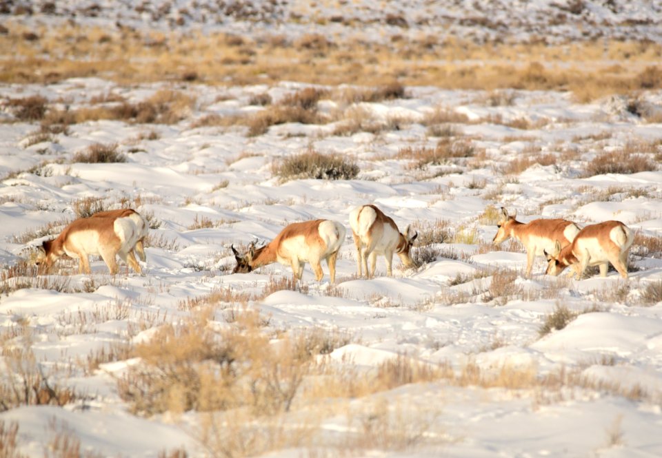 Pronghorn at Seedskadee National Wildlife Refuge