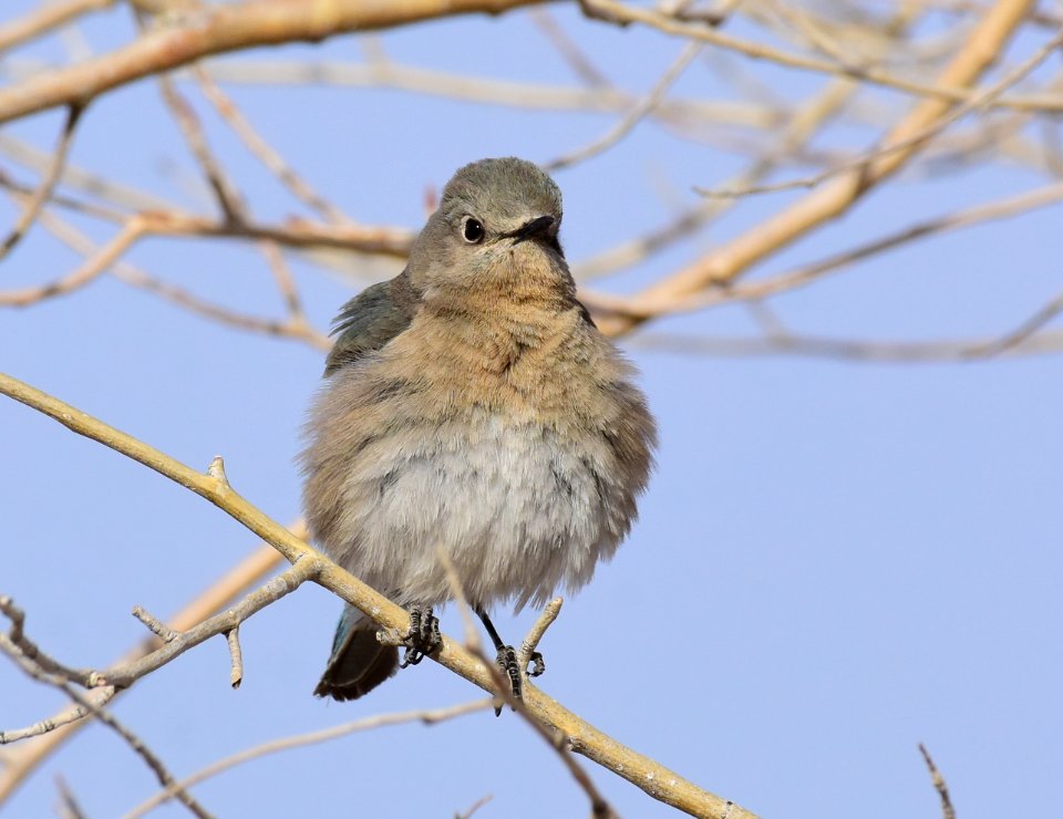 Mountain bluebird at Seedskadee National Wildlife Refuge
