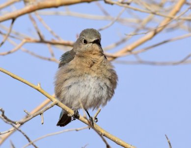 Mountain bluebird at Seedskadee National Wildlife Refuge