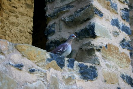 Speckled Pigeon, Gondar, Ethiopia