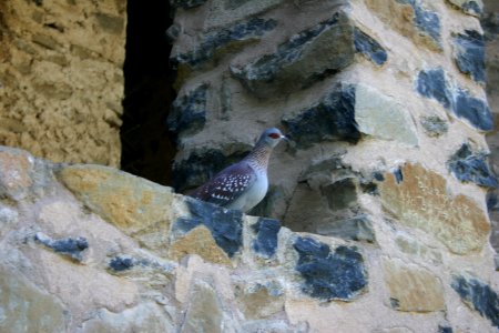 Speckled Pigeon, Gondar, Ethiopia photo