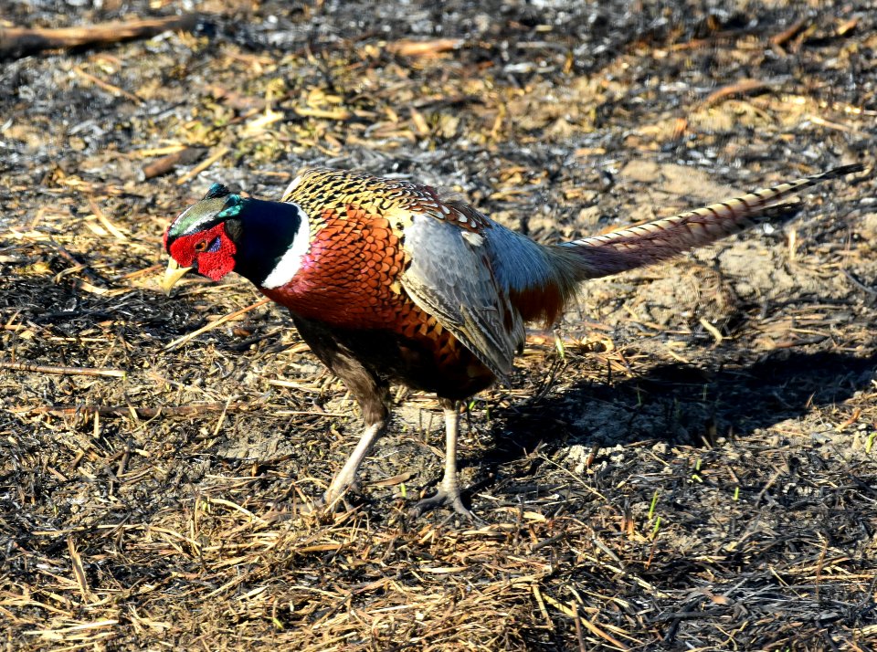 Ring-necked pheasant at LaCreek National Wildlife Refuge