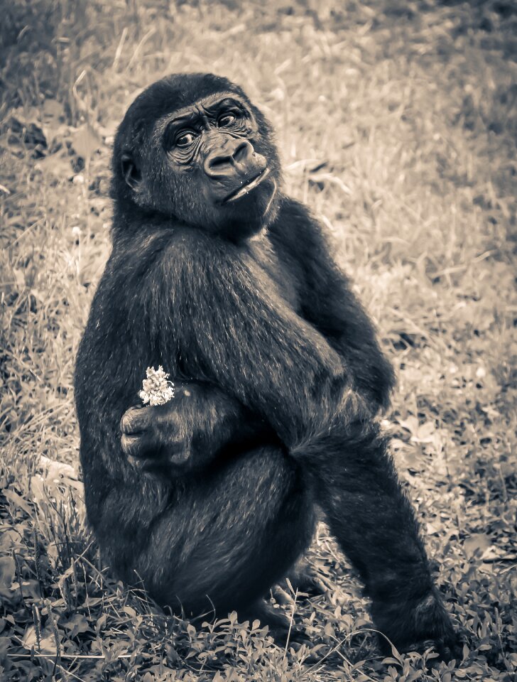 Ape endangered species young