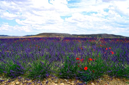 Lavender and Poppies photo