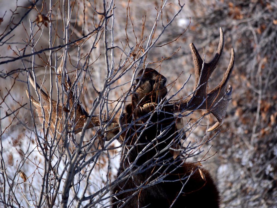 Moose at Seedskadee National Wildlife Refuge
