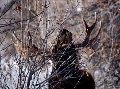 Moose at Seedskadee National Wildlife Refuge