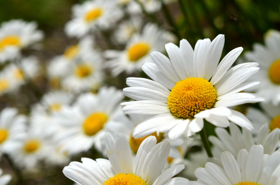 Composites white bokeh