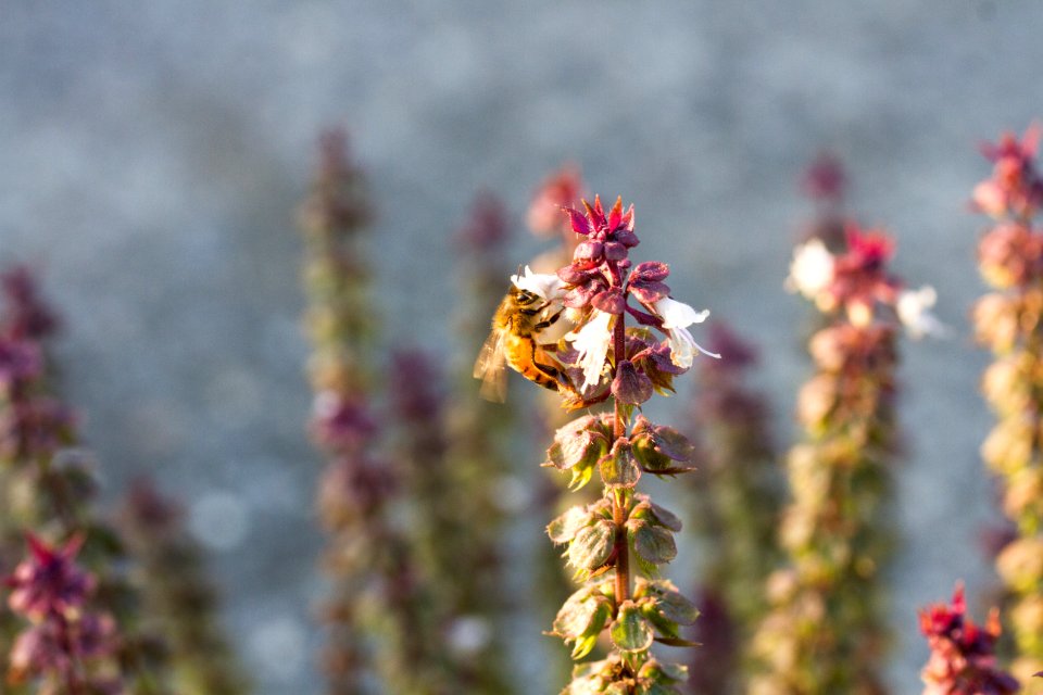 Bee and basil
