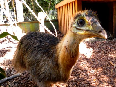 Southern Cassowary chick (Casuarius casuarius) photo