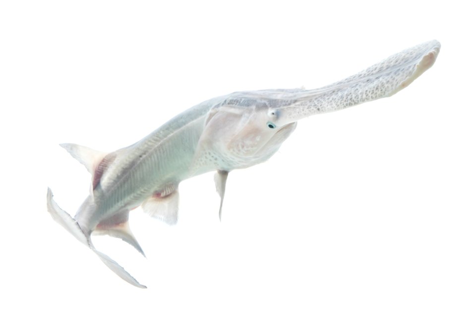 Fingerling American Paddlefish