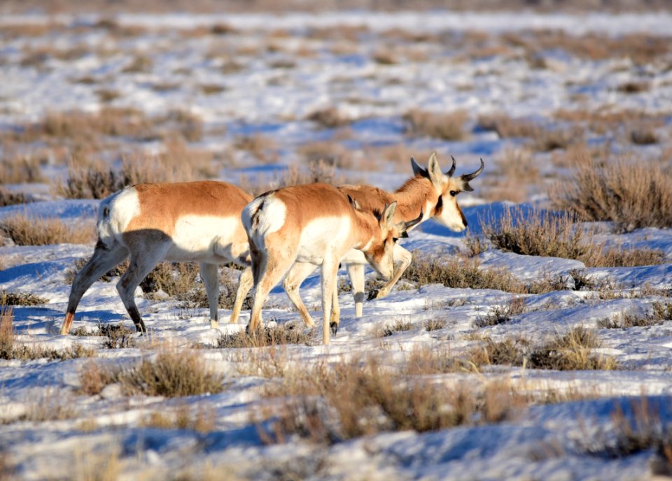 Pronghorn on Seedskadee National Wildlife Refuge