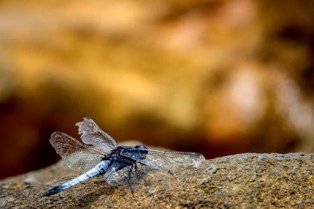 Dragonfly @ Yangmingshan National Park