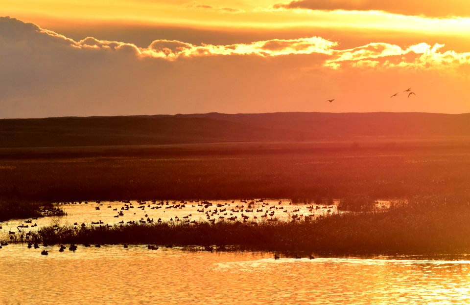 Waterfowl on LaCreek National Wildlife Refuge