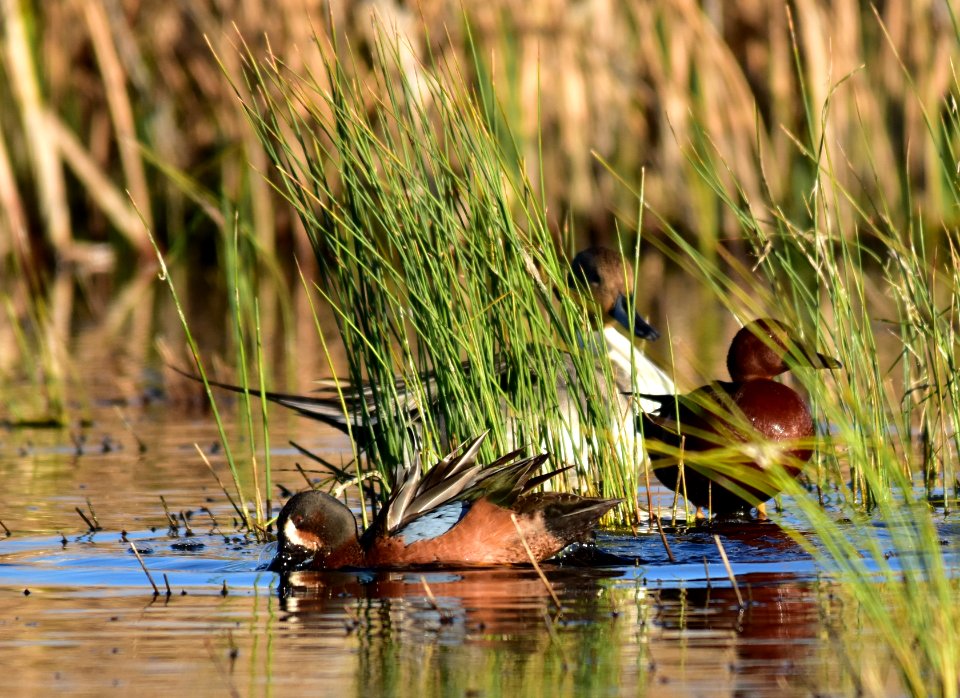Cinnamon X blue-winged teal cross at Seedskadee National Wildlife Refuge