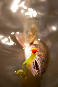 Sauger Caught by Angler